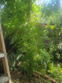 Neem plants