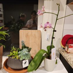 2 Plants for sale - Succulent, Orchid all for $5