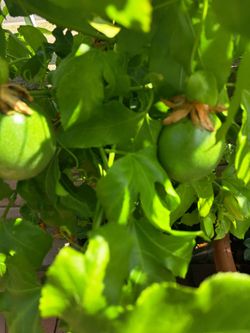 Planta