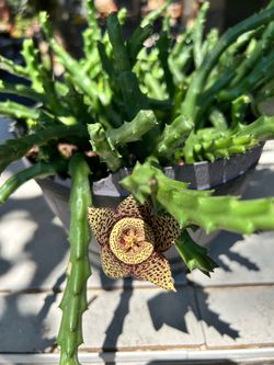 Succulent plant