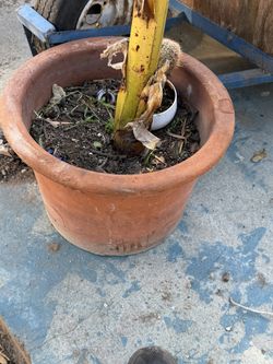 Banana Tree