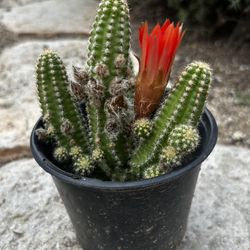 Miniature Cactus In Blooming (7”H)