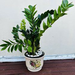 $39 Each Beautiful Plant 