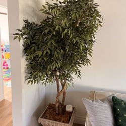 Indoor Plant