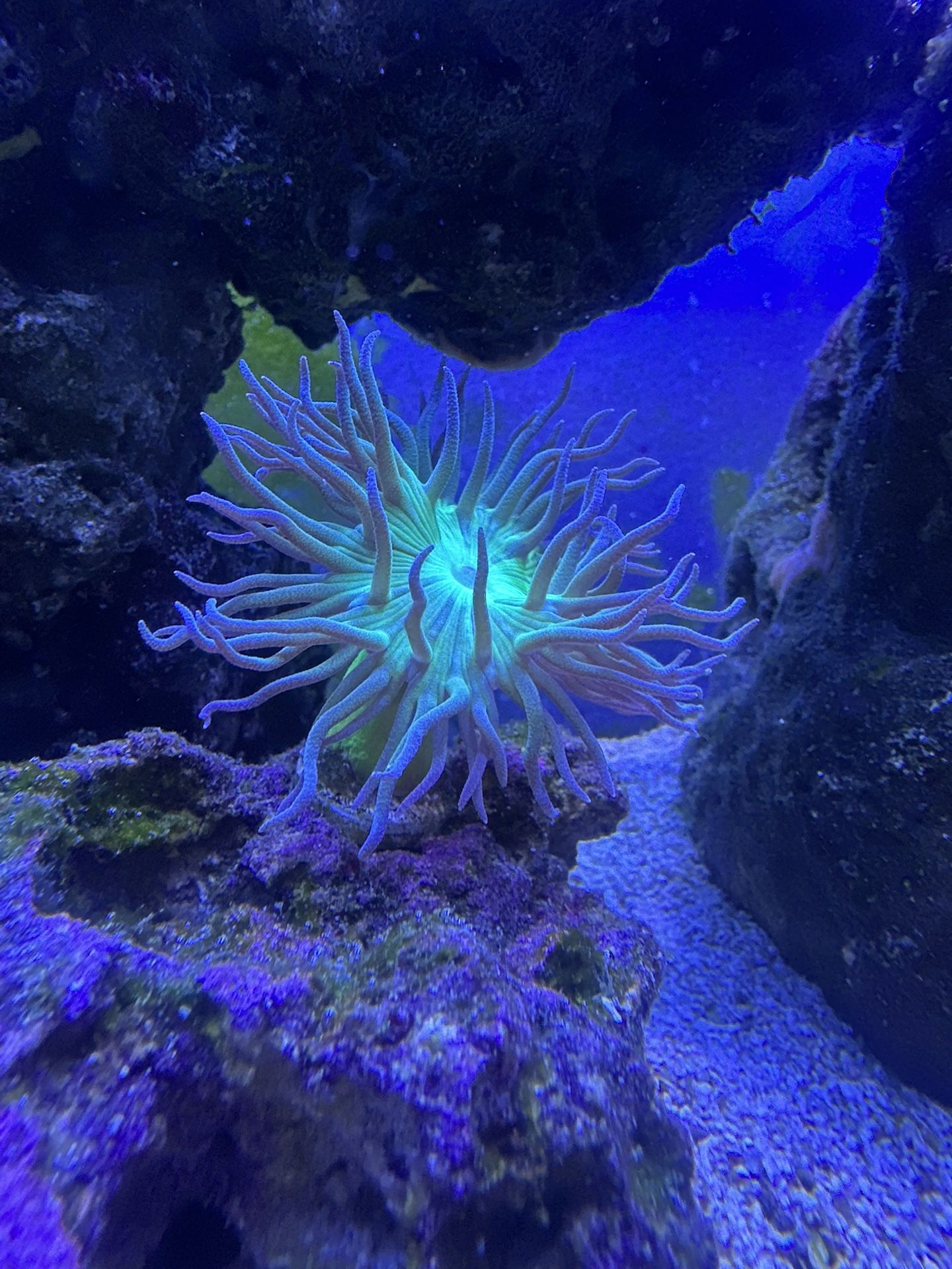 Duncan Coral fake