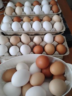 Fresh eggs