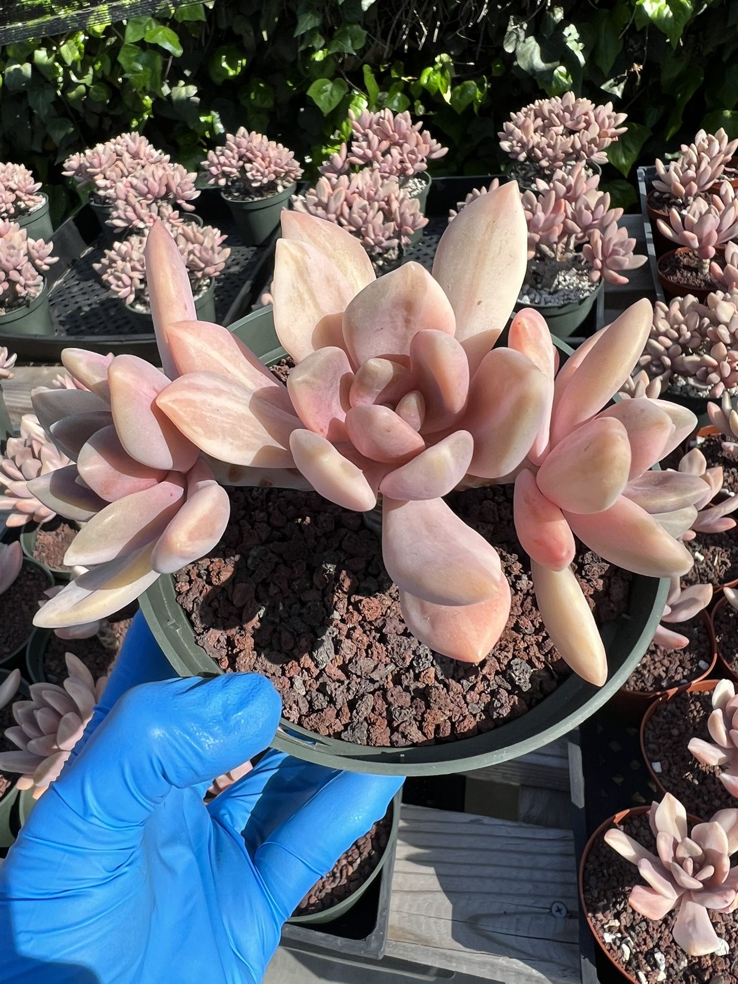 Pachyveria Pachytoides Variegated
