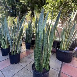 Snake Plant Sansevieria