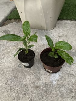 Passion Fruit Plant Very Sweet 