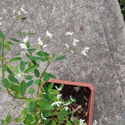 Euphorbia Start Blast Plant 