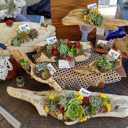 Driftwood Succulent Arrangements 