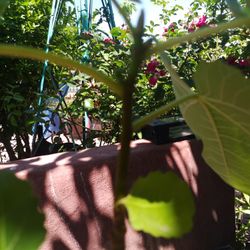 Purple Figs Trees 3' Tall Ready To Plant ☘️ $25 