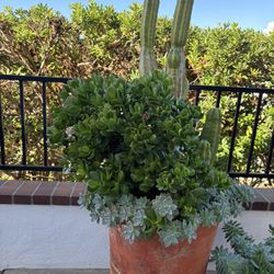 Moving Cell, Beautiful Plant