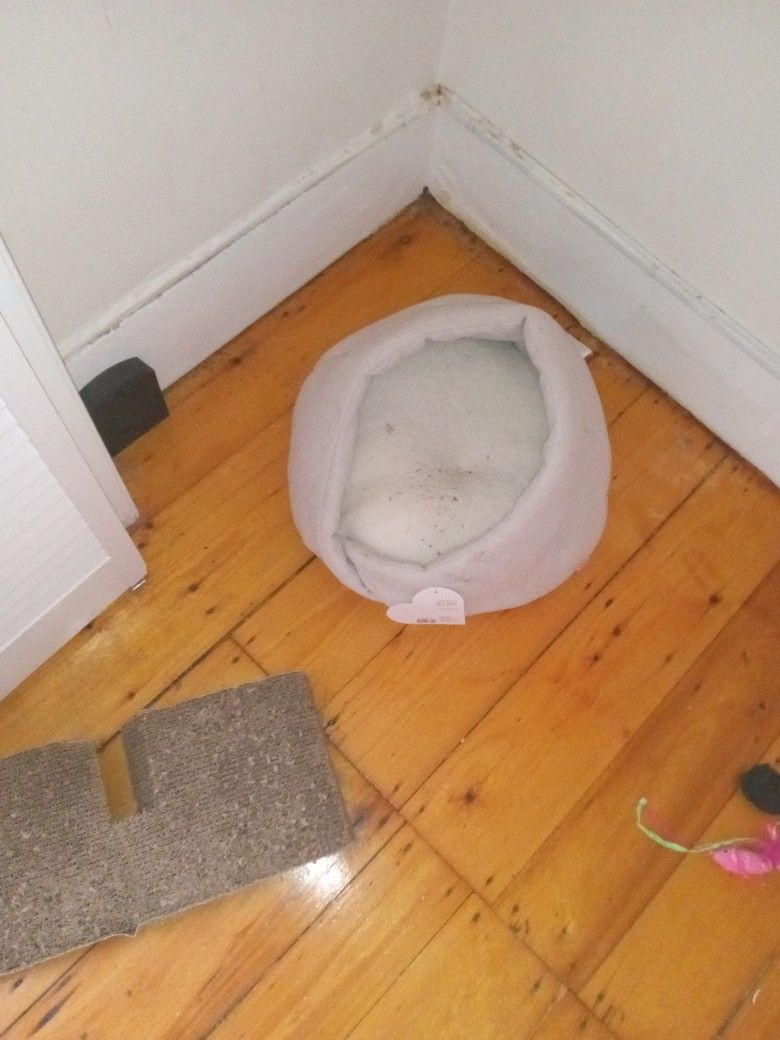 Free Cat Bed