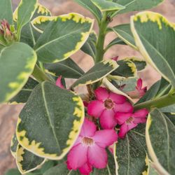 Variegated Desert Rose