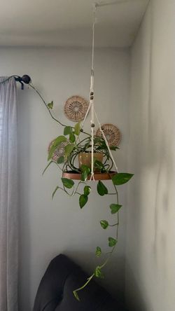 Plant with hanger
