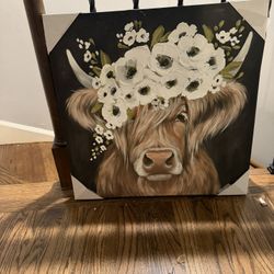 Highland Cow Pictures 