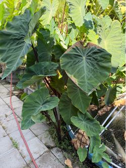 Plants: monstera, philodendron, Chamaedorea, elephant ear, succulents, ponytail palm, strawberry bananna