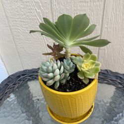 Succulent Planter