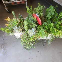 Beautiful arrangement of succulents. 