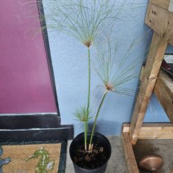 Plant 🪴 for Bogs or Ponds/1 Gallon 