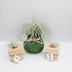 Air Plant