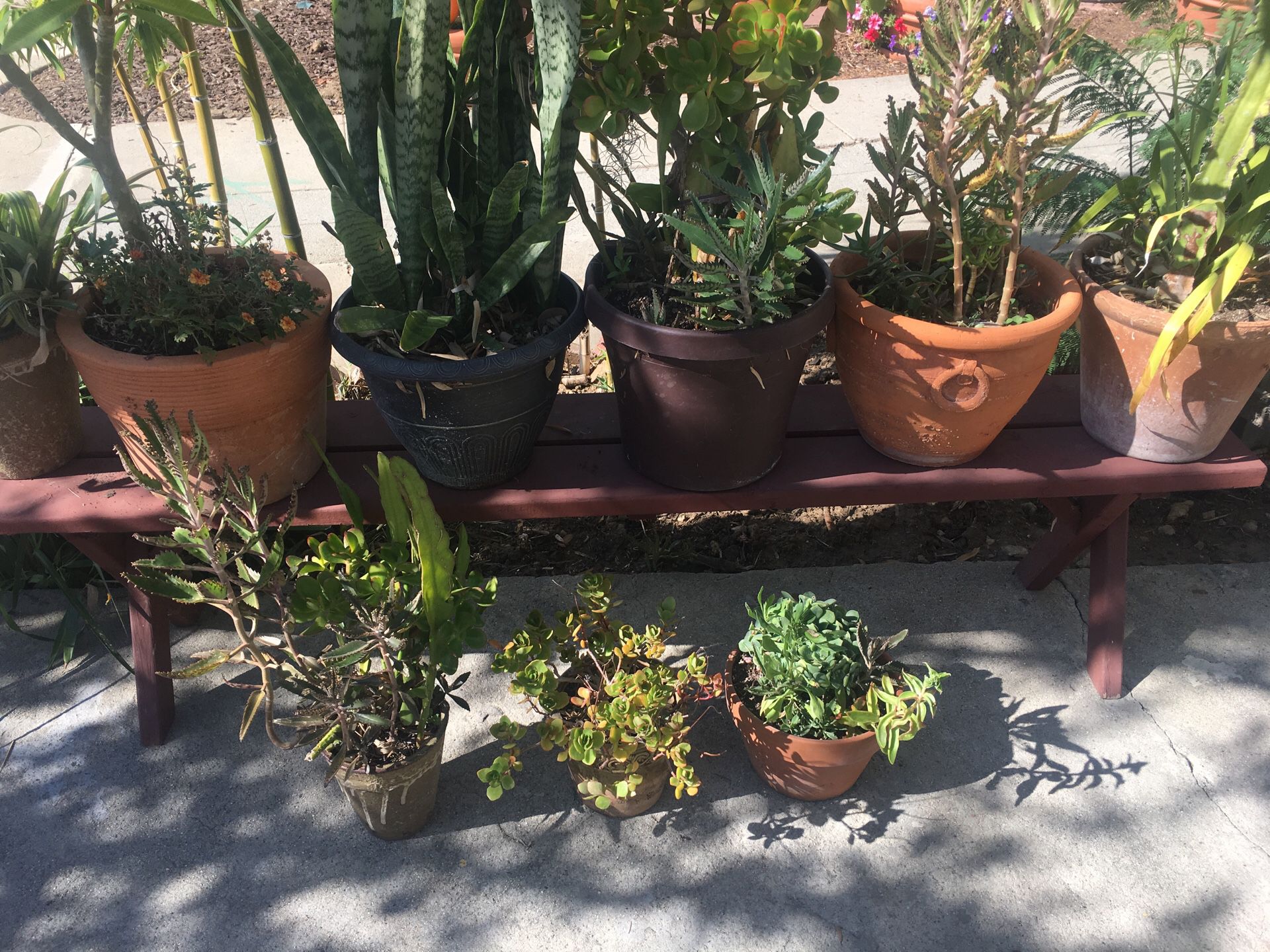 Lot of 9 succulent and cactus 🌵 plants and bench