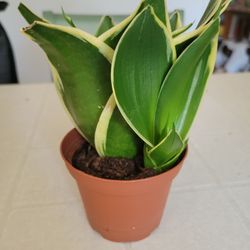 Snake Plant