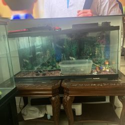 Fish Tank