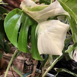 Variegated Monstera Albo Plant Cutting (pls Read Description Below)