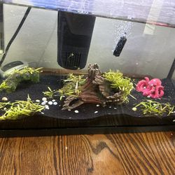 Fish Aquarium 