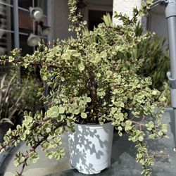 🌿—a symbol of prosperity 🪴VARIEGATED Elephant Bush🙏PLS READ DESCRIPTION♥️ 