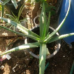 Planta  de    Savila nueva