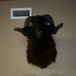 Black Hawaiian Ram
