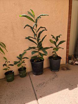 loquat trees.