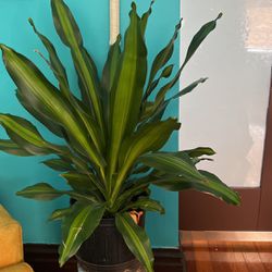 Dracaena Gigantia 10” Indoor Plant