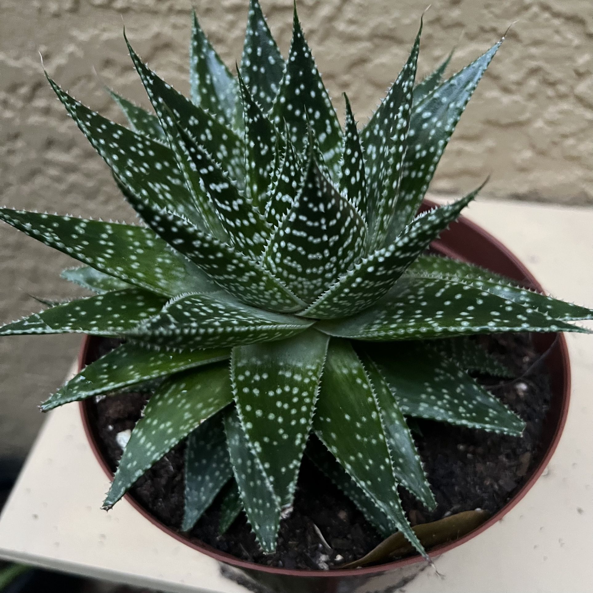 Big Succulent Plant 🪴