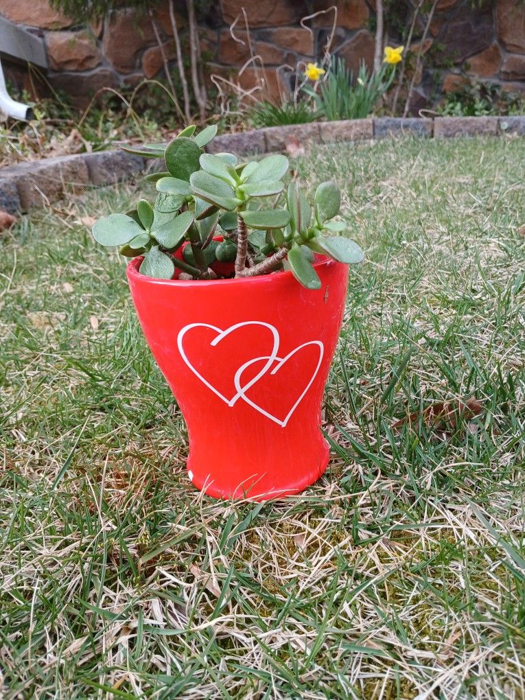 Jade Succulent