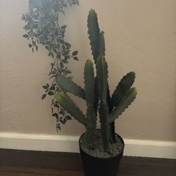 Cactus Plant 