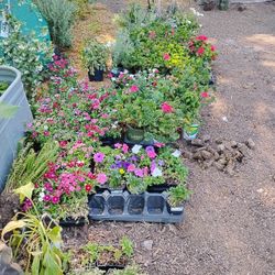 Plant Sale!!!