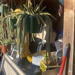 Rat tail  have flowers now