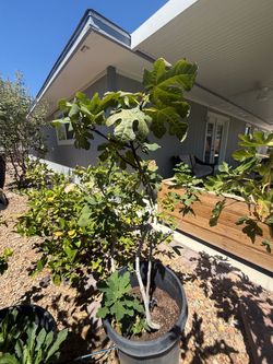 Fig Tree - white Marseilles variety