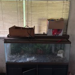 Fish Tanks 