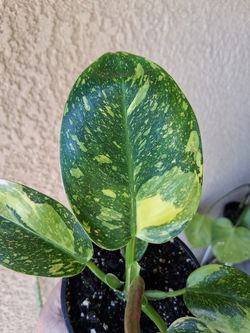 Philodendron Green Congo Variegated Plant $28