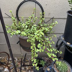 Healthy Elephant Bush Succulent Live Plant !