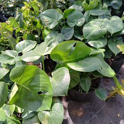 Monstera plants 🪴$15