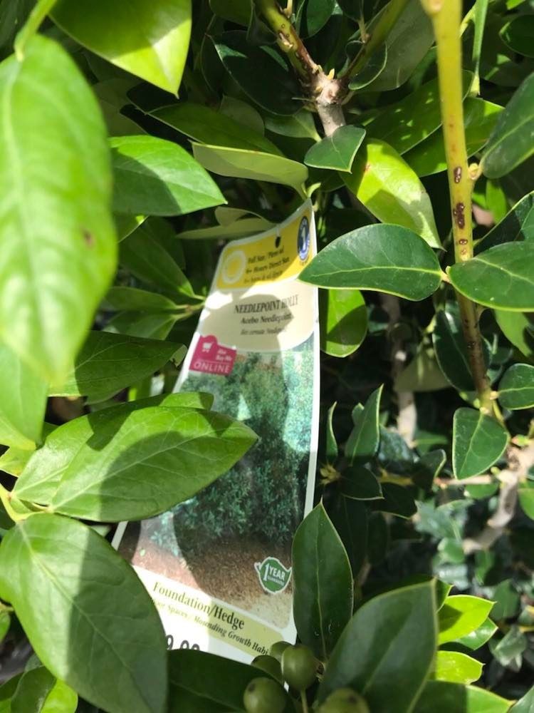 Needlepoint Holly Tree 5ft 5gallon Fully Grown