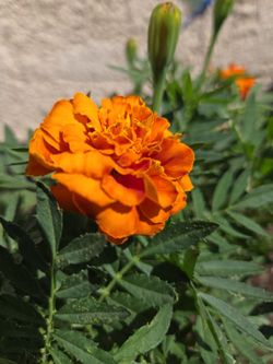 French Marigold