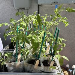 Tomato Plants/seedlings