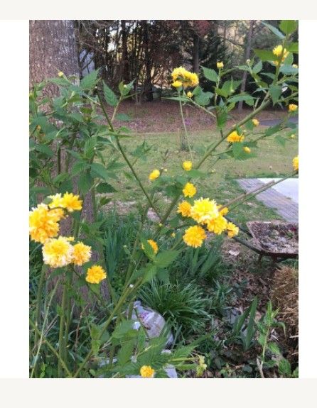 March Rose Plant Yellow Pom Pom Blooms